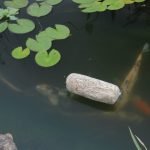 Clear-Water® Barley Straw Pond Treatment3