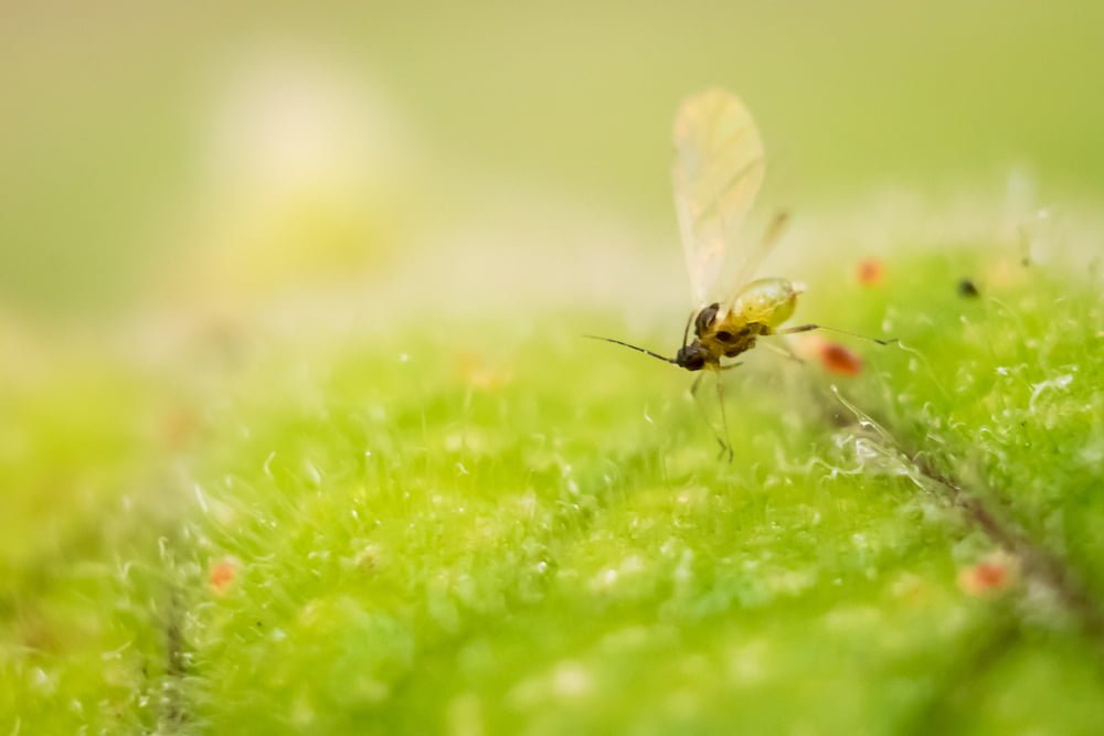 You Can Use Mosquito Bits® to Control Fungus Gnats - Summit