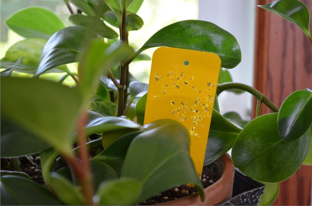 Gnat Traps: The Best Options to Protect Houseplants From Pests