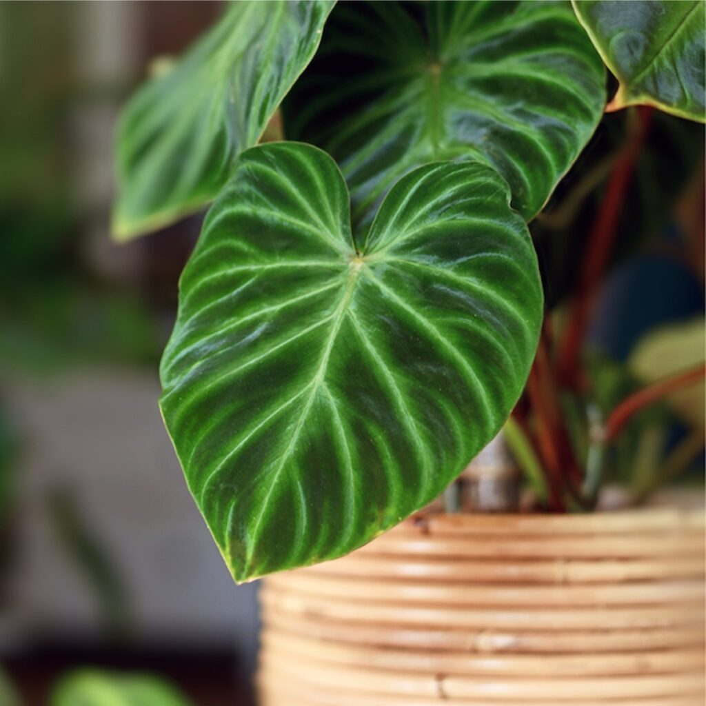 https://summitchemicalcom.lightningbasecdn.com/wp-content/uploads/2023/10/Houseplants-1024x1024.jpeg