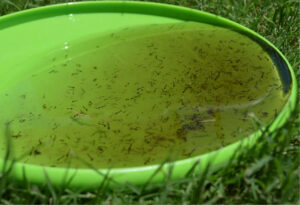 Mosquitoes Lay Their Eggs in Standing Water
