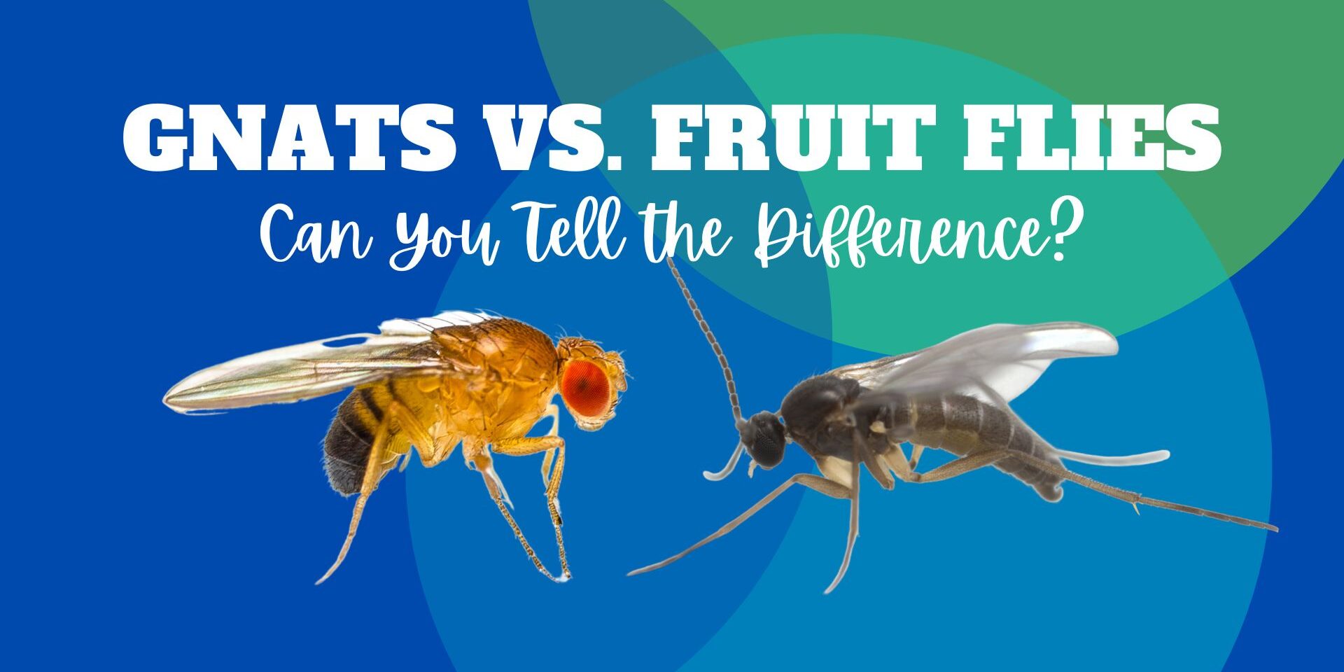Gnats vs. fruit flies — Can You Tell the Difference