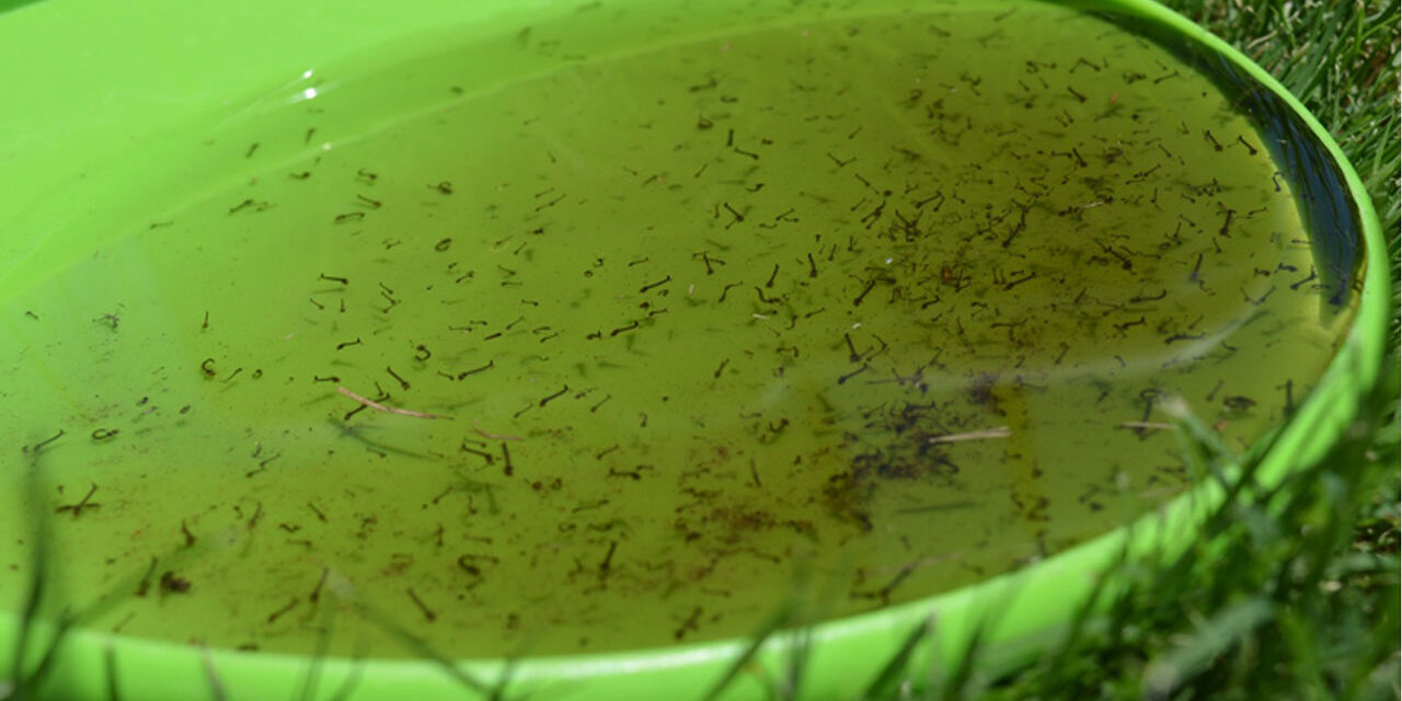 Mosquitoes Lay Their Eggs in Standing Water - Summit® Responsible Solutions