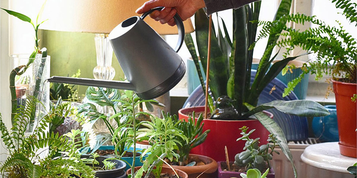 Winter Care for Houseplants is More of a Challenge Thank You Think